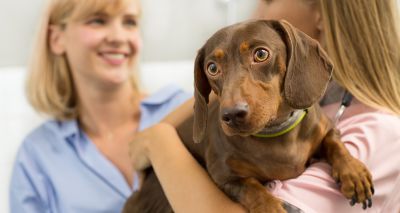RCVS Knowledge survey to explore contextualised care